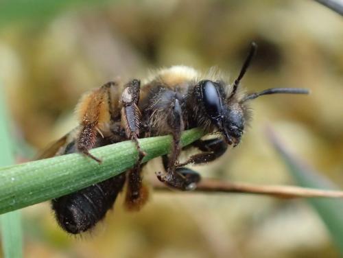 Andrena sp.